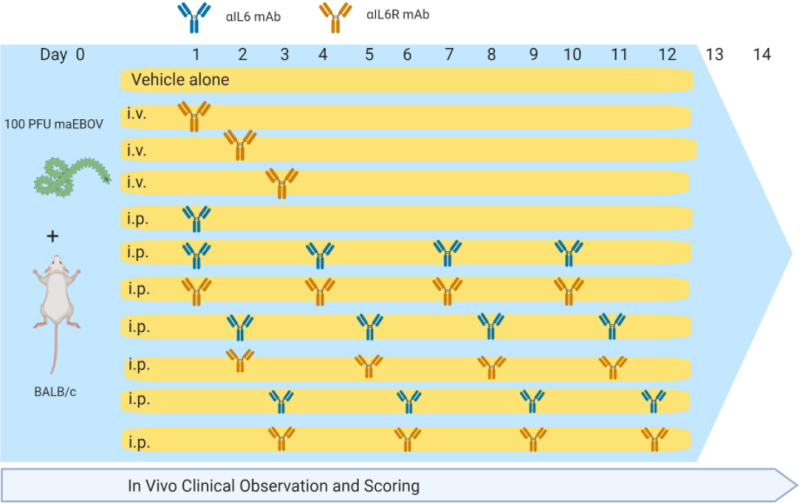 Anti-IL-6 Versus Anti-IL-6R Blocking Antibodies to Treat Acute Ebola Infection in BALB/c Mice: Potential Implications for Treating Cytokine Release Syndrome