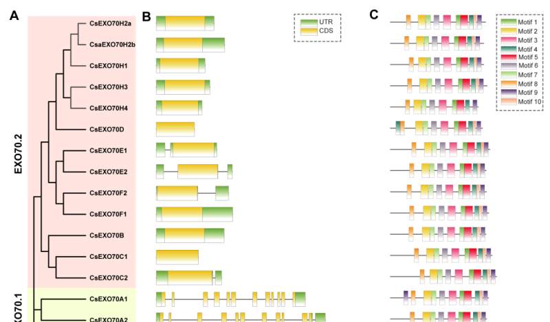 Survivin Expression in Luminal Breast Cancer and Adjacent Normal Tissue for Immuno-Oncology Applications